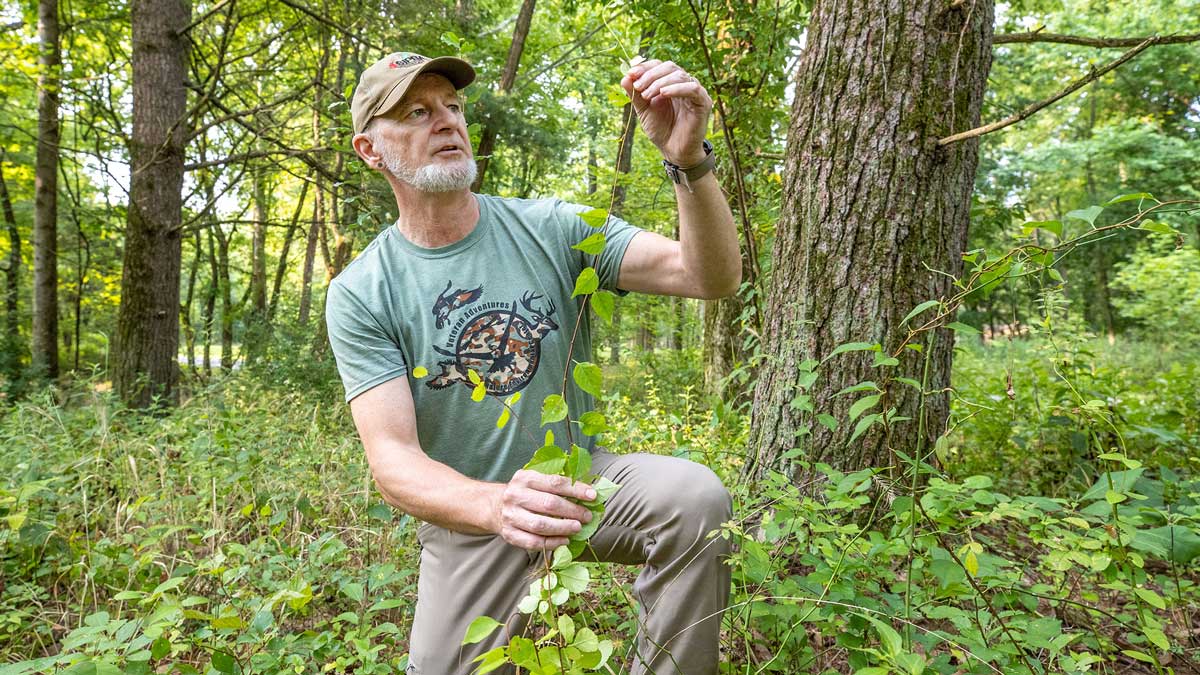 A man examines invasive species at Touch of Nature.