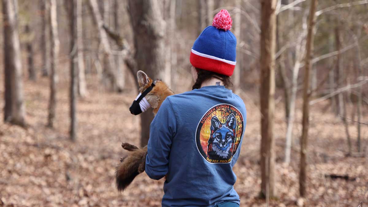 A woman, seen from behind, is holding a sedated fox.