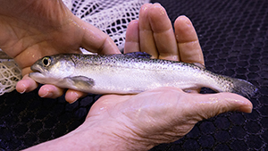 A small salmon.