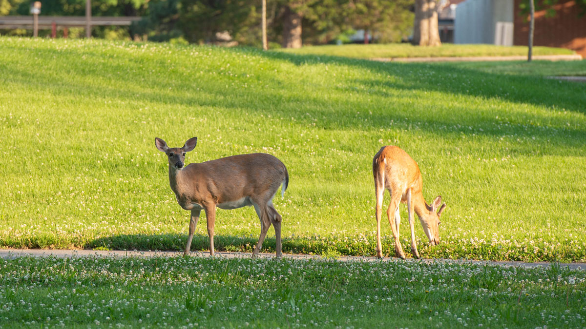 Deer on campus.
