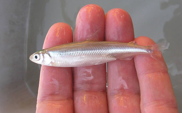 A smelt is seen laying across the fingers of a hand in order to show the small size of the fish.