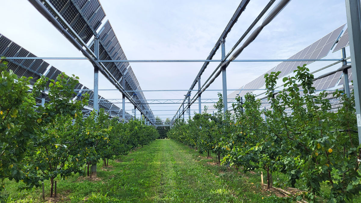 Agrivoltaics in an orchard.
