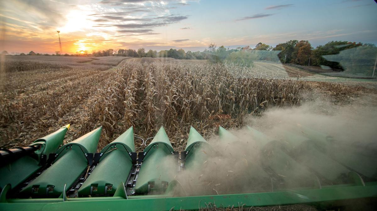 A combine harvesting a field.