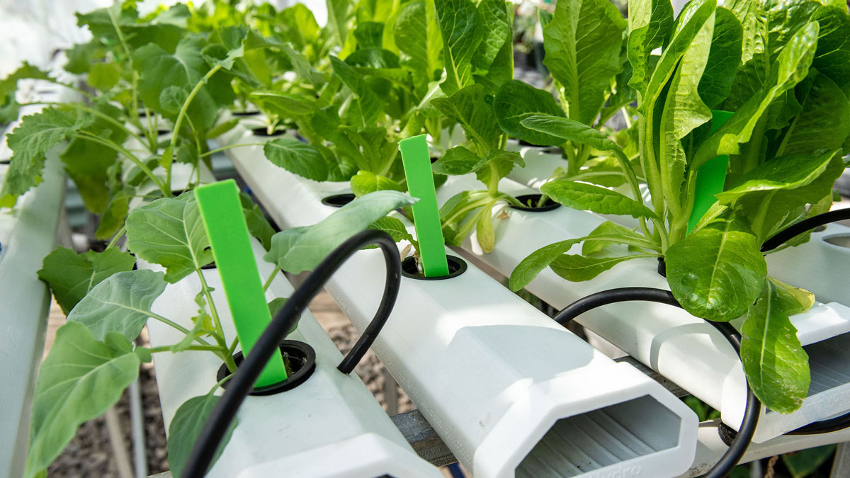 Hydroponic plants.