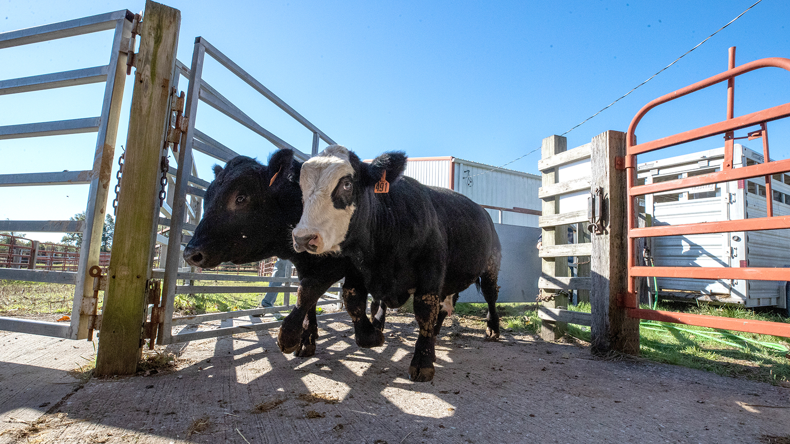 Bulls leaving a pen.
