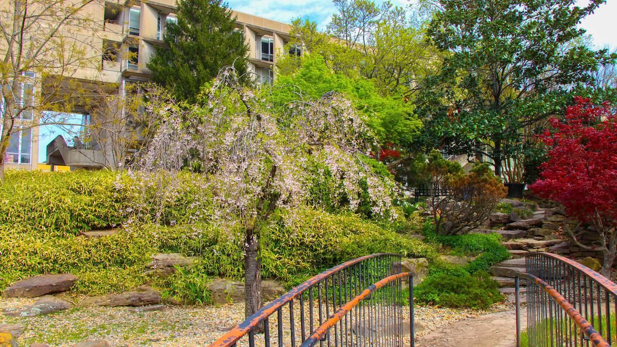 Japanese Garden on the campus of SIU Carbondale.