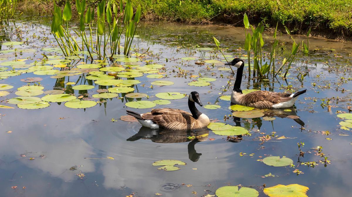 Water workshop with two ducks on campus lake