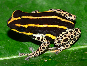 Taboca Poison Frog