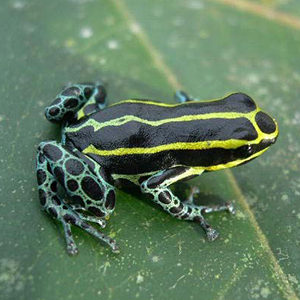 Yaminawá Poison Frog