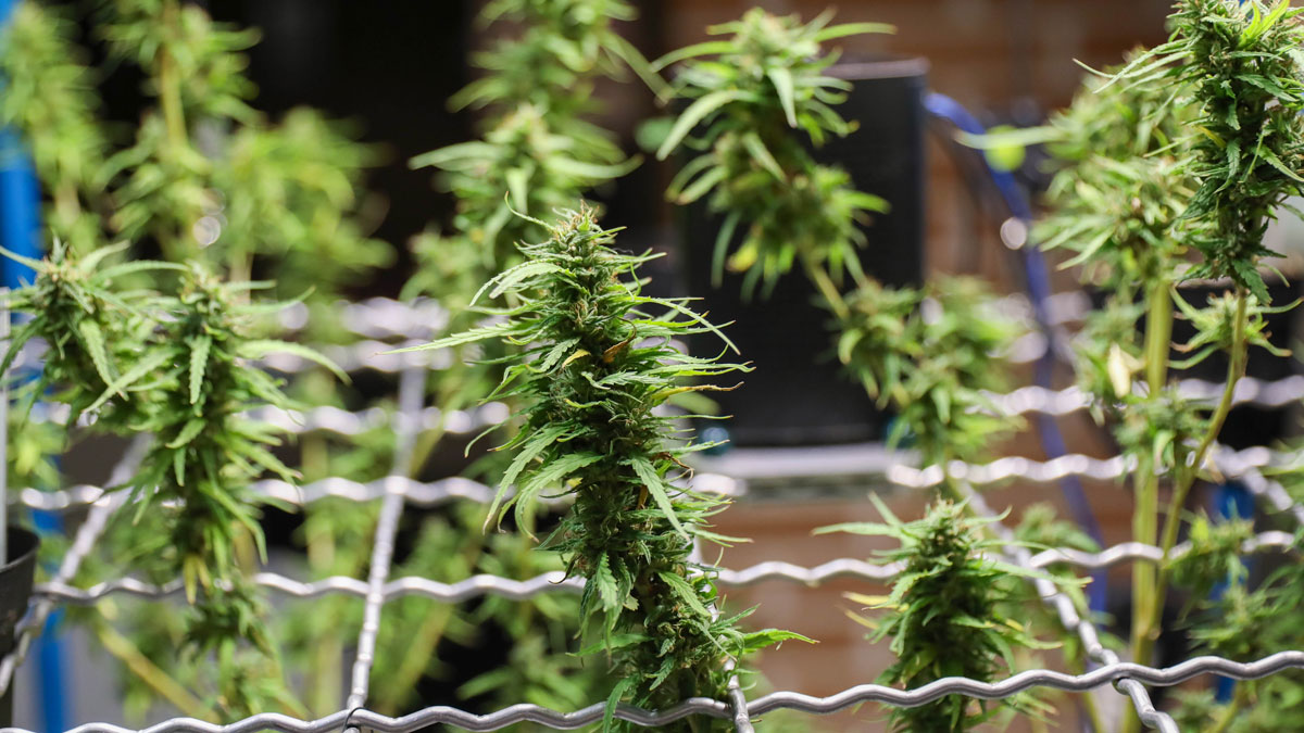 Cannabis plants.