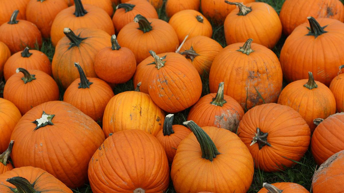 Pumpkins.