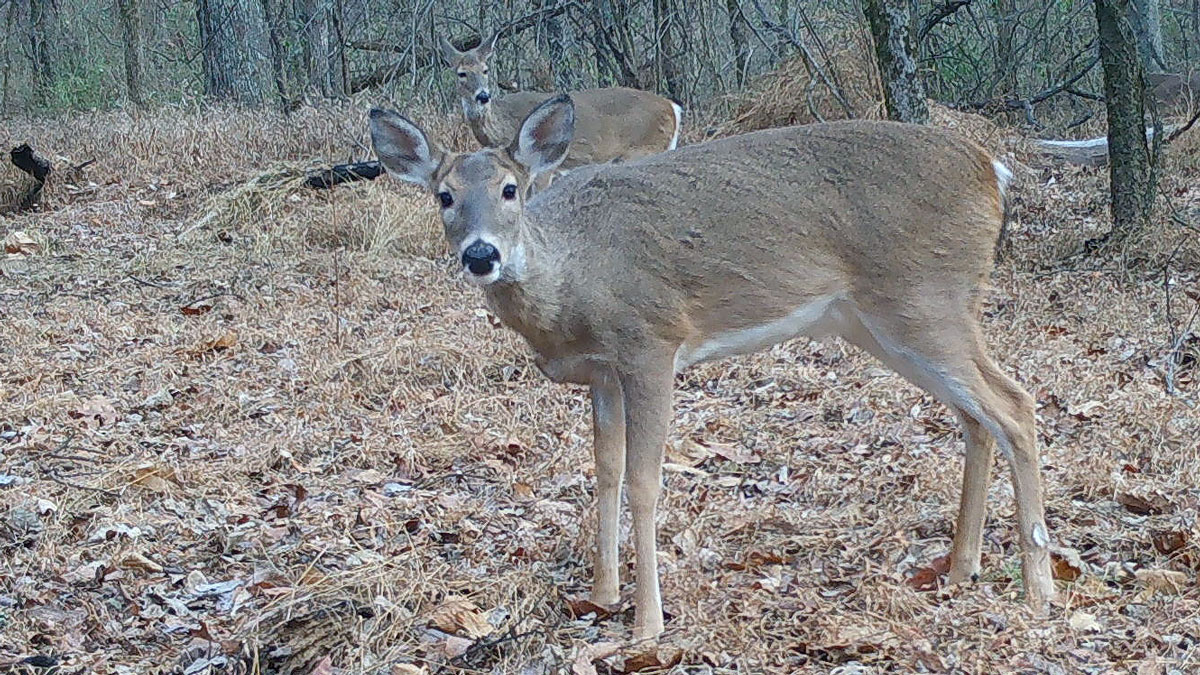 A deer captured on a trail camera.